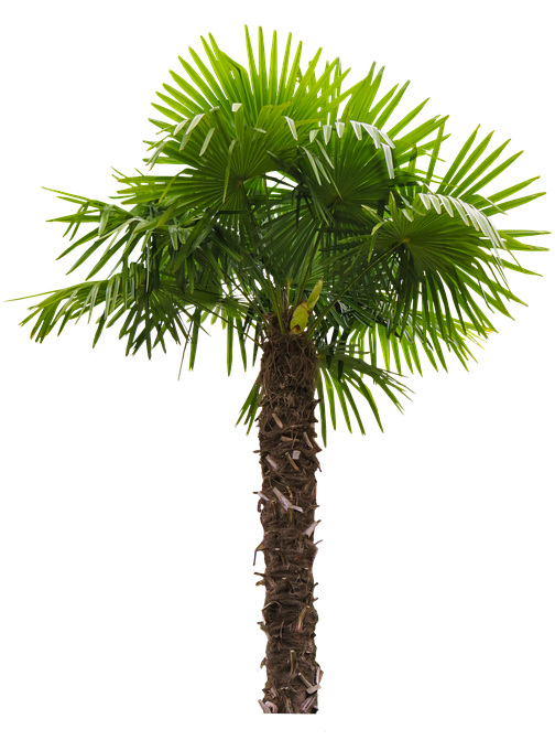 Nature, Tree, Palm, Palm Fronds, Tribe, Coconut Tree - তাল গাছ Png (540x720), Png Download