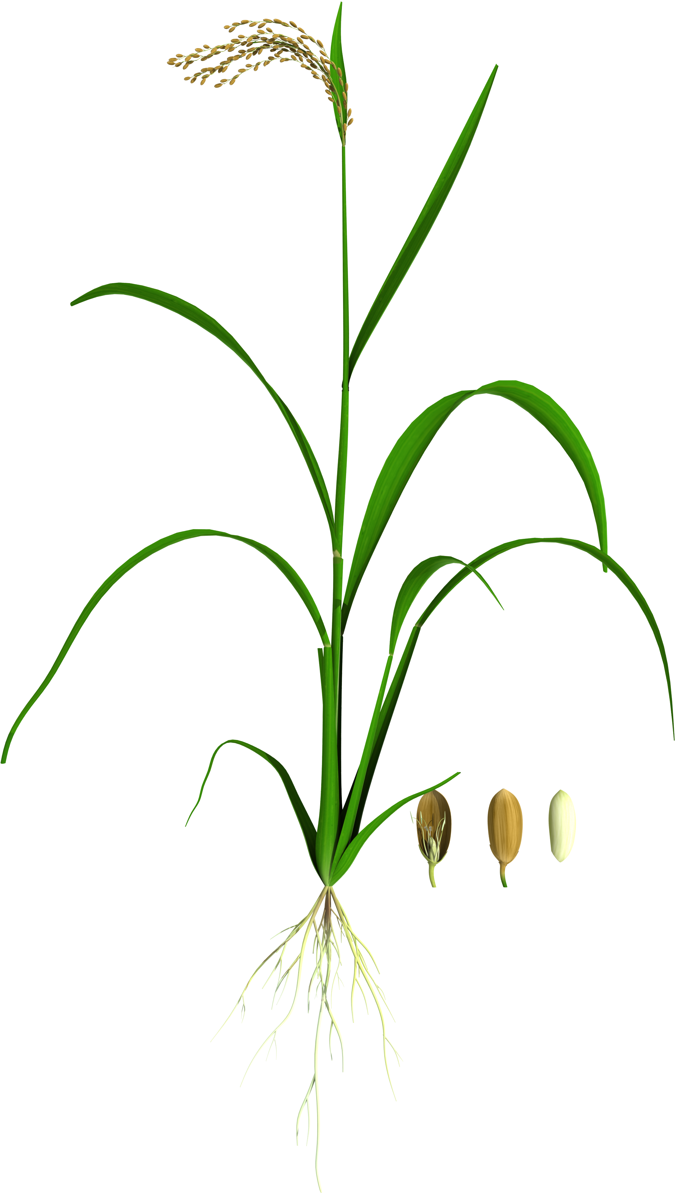 130 Oryza 01 Lit - Grass (4096x4096), Png Download