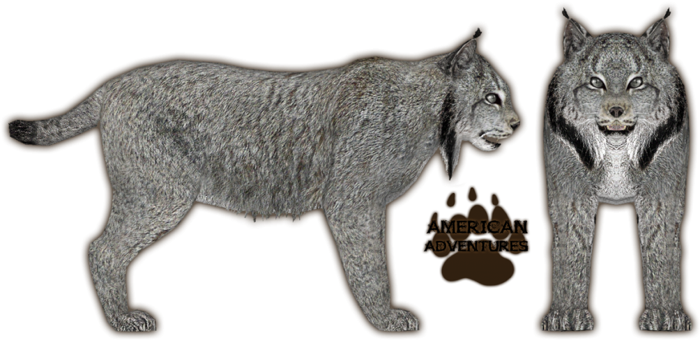 Canadian Lynx - Canadian Lynx Side View (1024x628), Png Download