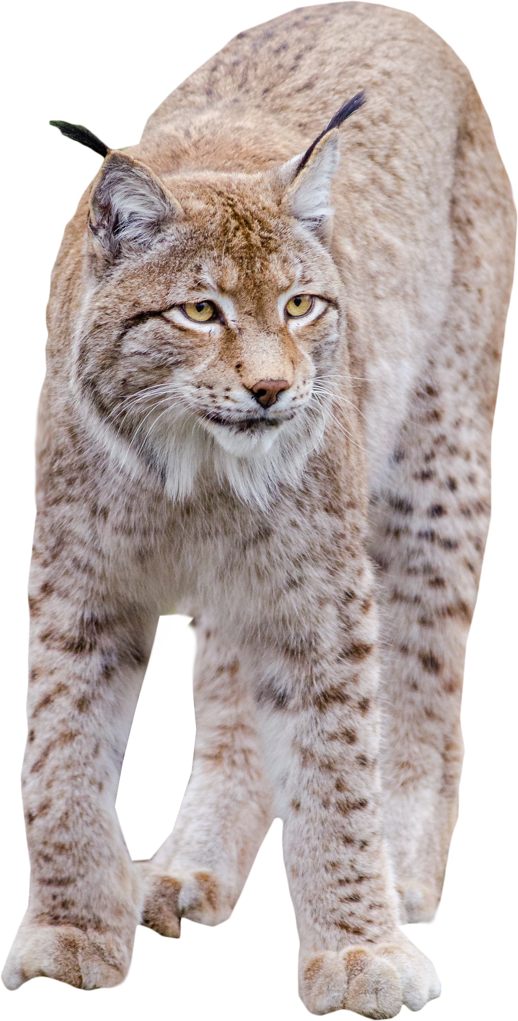 Lynx Standing Png Image - Cat Png High Quality (3264x4928), Png Download