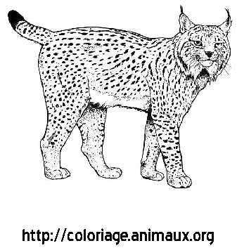 Lynx Png Background Image - Lynx (450x450), Png Download