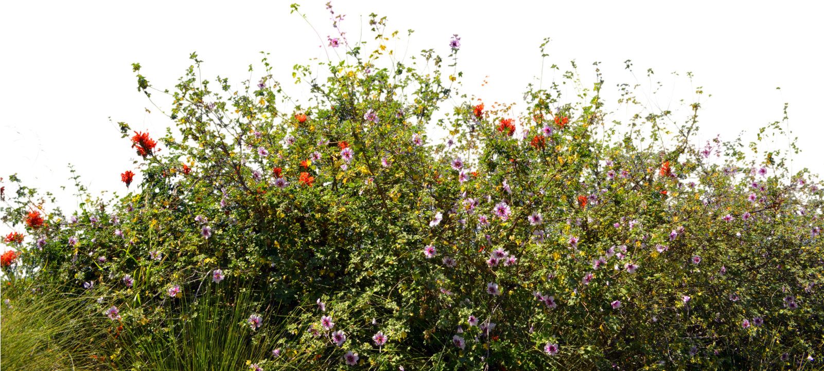 Unrestricted And Commercial Friendly Stock - Ground Cover Png (1600x1060), Png Download