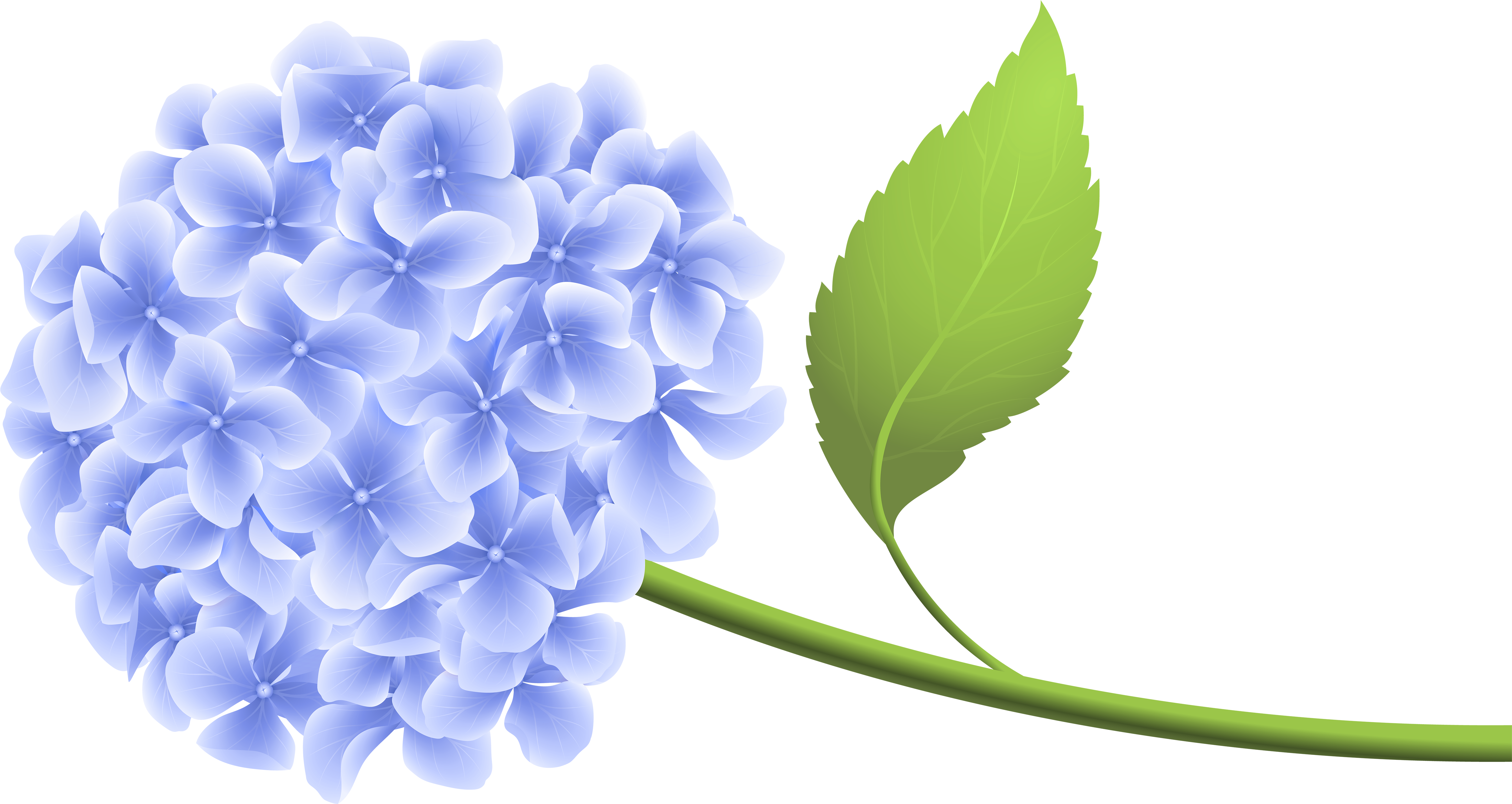 Hydrangea Clipart Transparent Background (6000x3193), Png Download