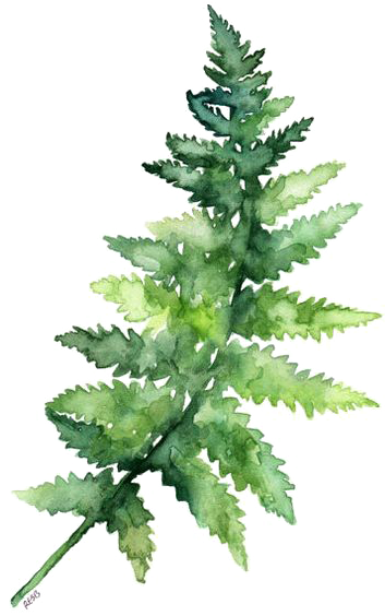 Fern Pine Png - Watercolor Leaves Png Transparent (564x704), Png Download