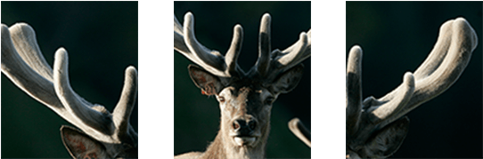 Regrowing The Following Year Is A Unique Phenomenon - Elk (700x200), Png Download