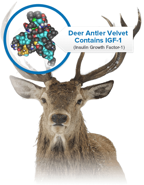 Dvx Pro Liquid Is A Highly Bioavailable Form Of The - Poduszka Jeleń (482x632), Png Download