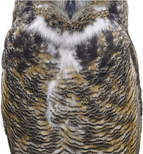 Download Owl Free Png Photo Images And Clipart Freepngimg - Great Horned Owl Transparent Background (800x491), Png Download