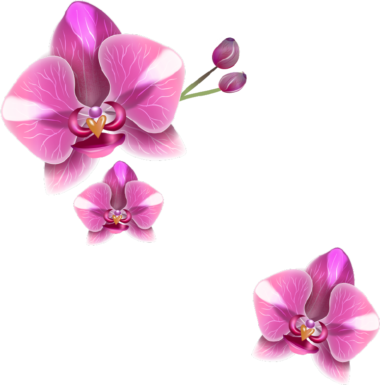 Png Клипарт "realistic Vector Delicate Orchids" - Delicate (812x850), Png Download
