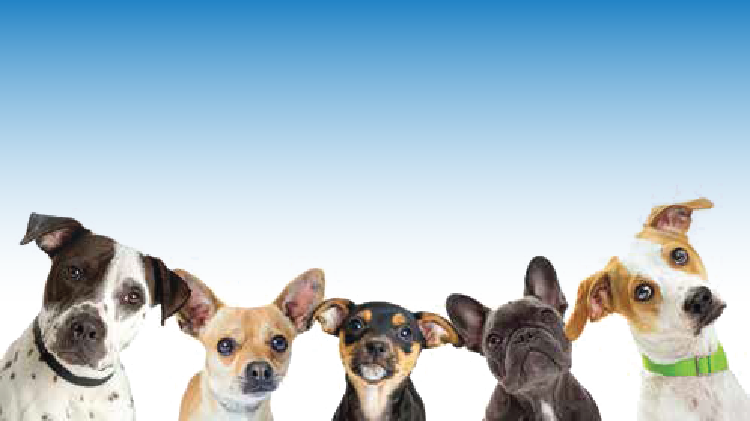 Paws In The Park - Banner Perros (750x421), Png Download