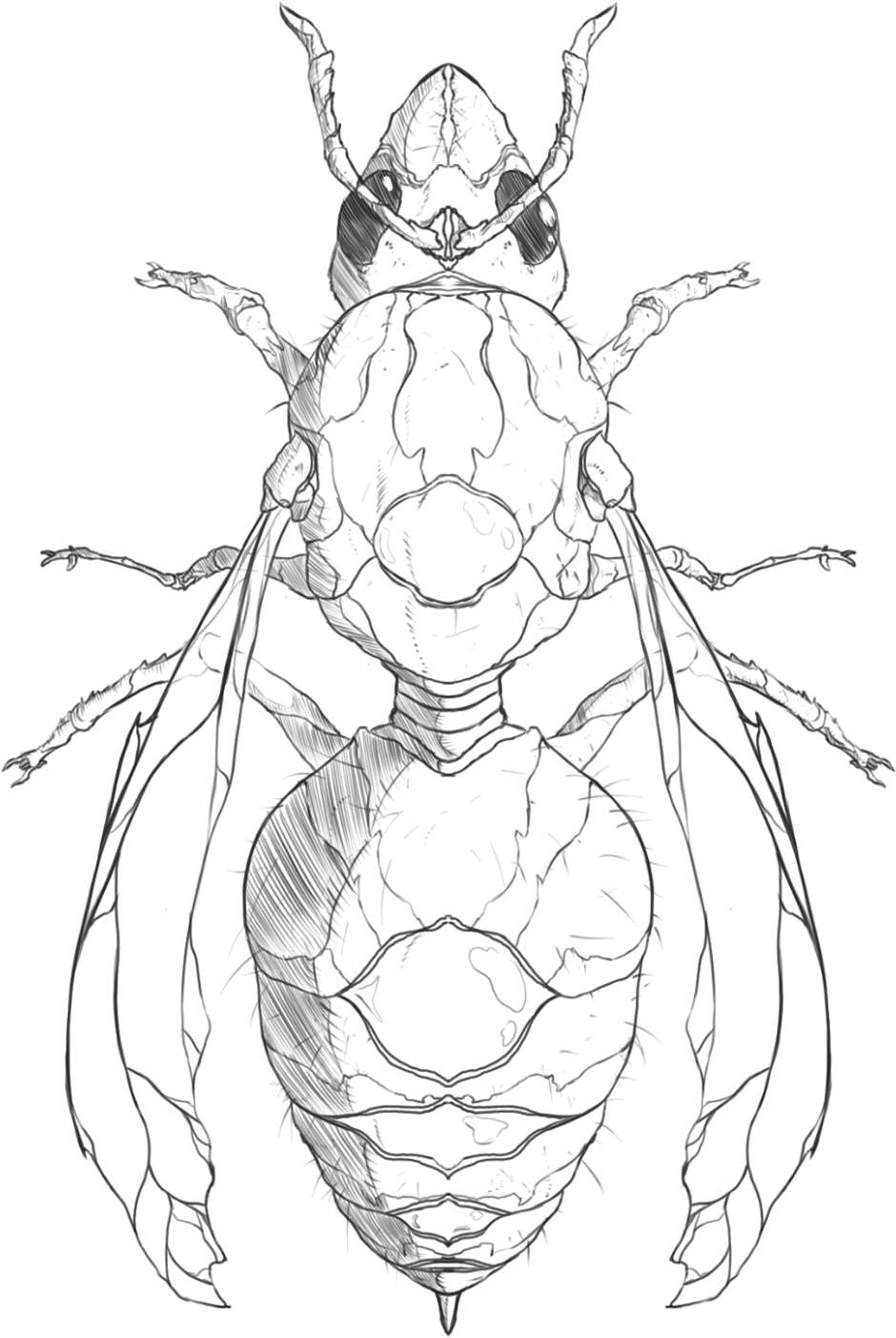 Hanuman Drawing Pen - Tiger Beetle (1163x1600), Png Download