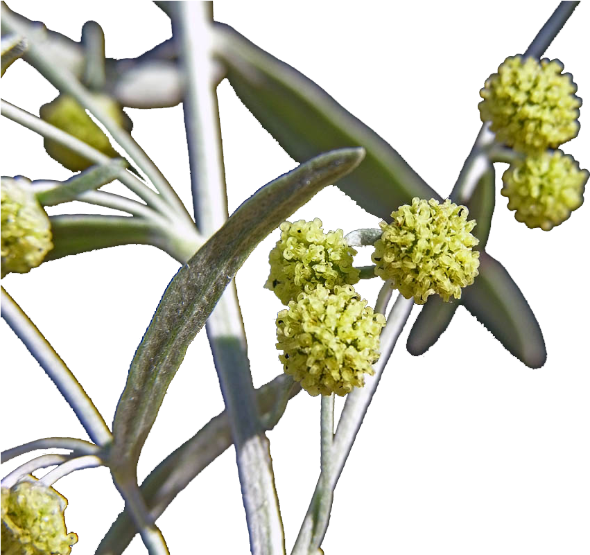 Anthurium (1067x800), Png Download