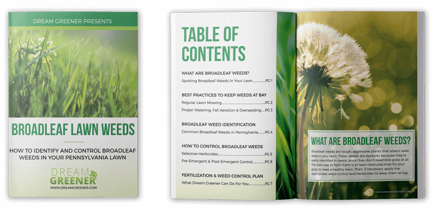 Lawn Weeds E-book Download - Dandelion (850x416), Png Download