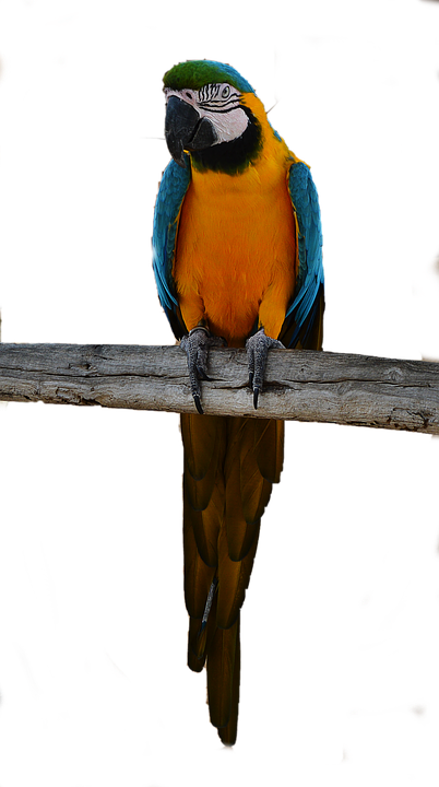 Laminated Poster Colorful Bird Parrot Png Poster Print - Macaw (402x720), Png Download