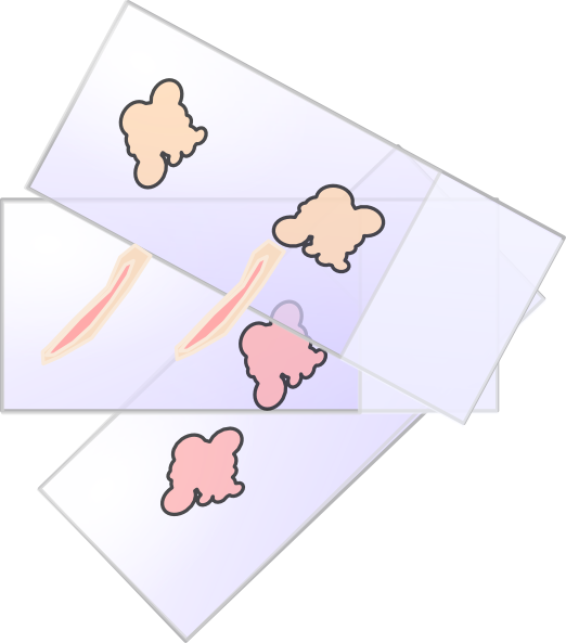 Histo Slides Clip Art At Clker - Clipart Histological Slides (522x593), Png Download