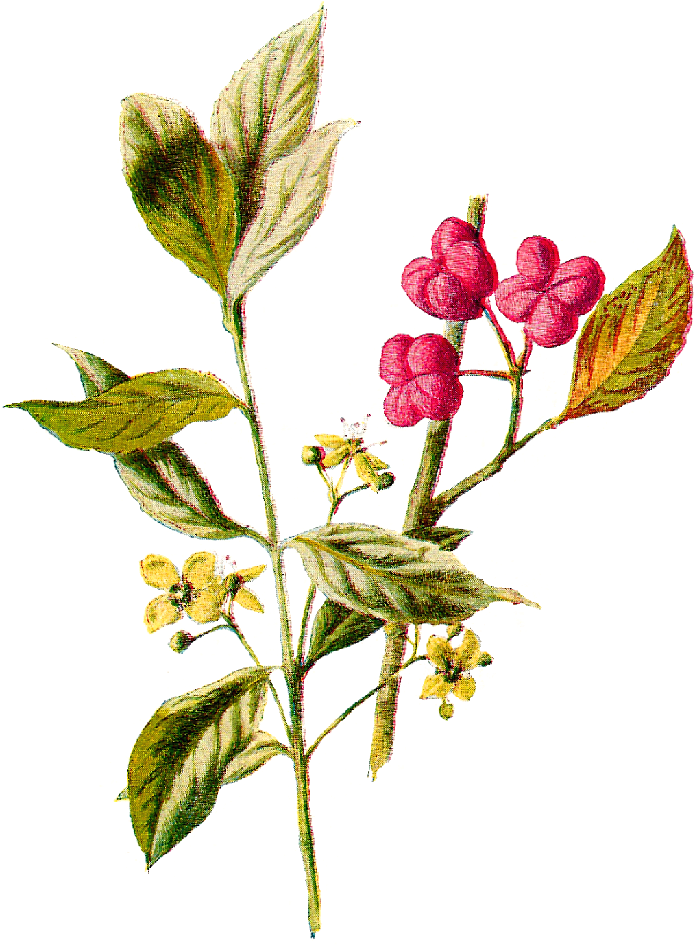 Wildflower Illustration Flower Digital Vintage - Illustration (1207x1600), Png Download