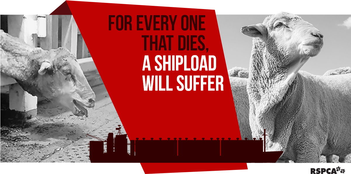 Rspca Australiaverified Account @rspca - Rspca Cupcake Day 2010 (1200x630), Png Download