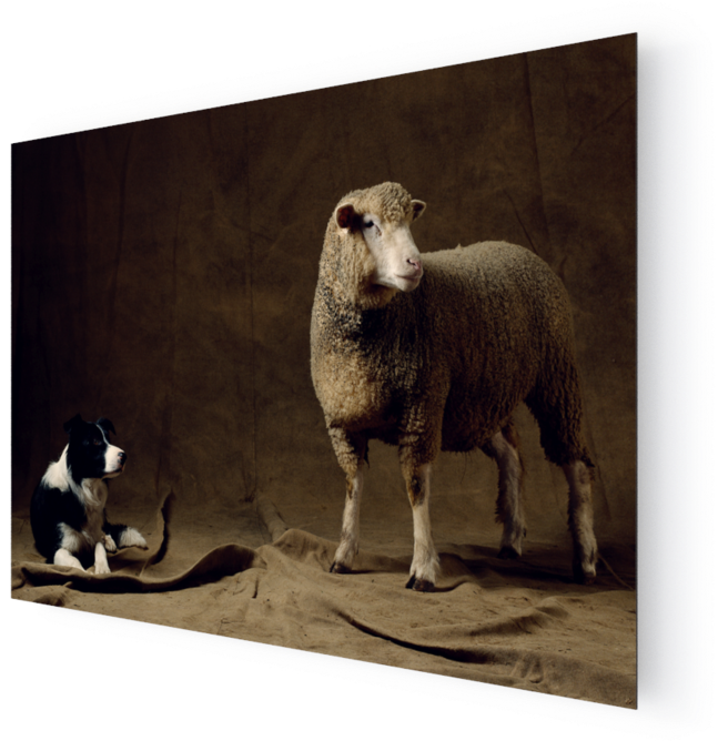 Photo Brebis, Ile De France - Sheep (1000x667), Png Download