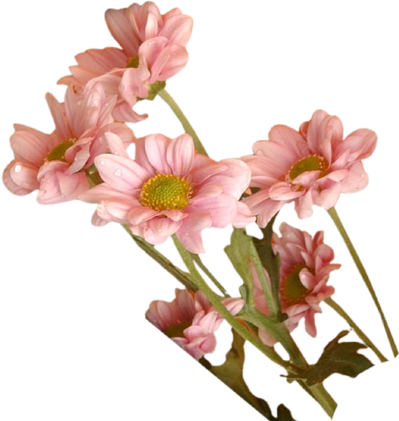 Download Cliparts And Objects In Full Resolution Please - Flower Psd Cliparr (600x600), Png Download