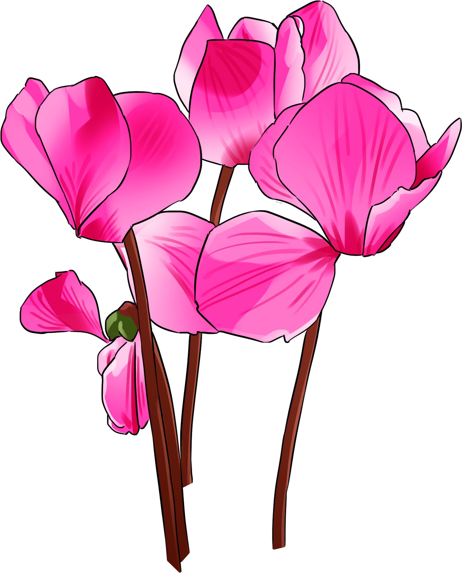 手绘盛开的紫色仙客来 - Cyclamen (2000x2000), Png Download