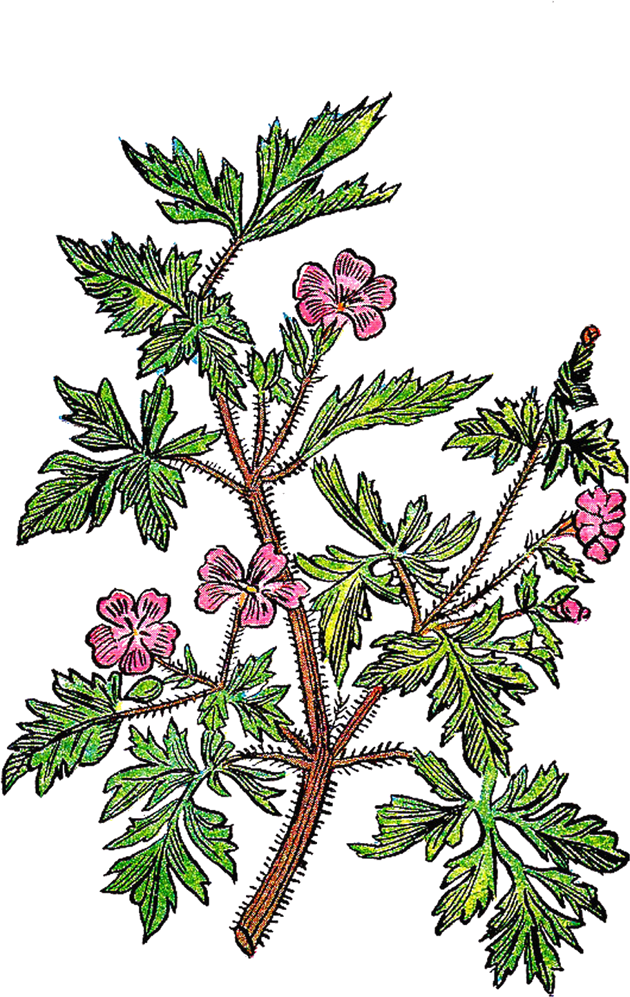 Twig Plant Stem Leaf Tree Botanical Illustration - Juniper (912x1444), Png Download