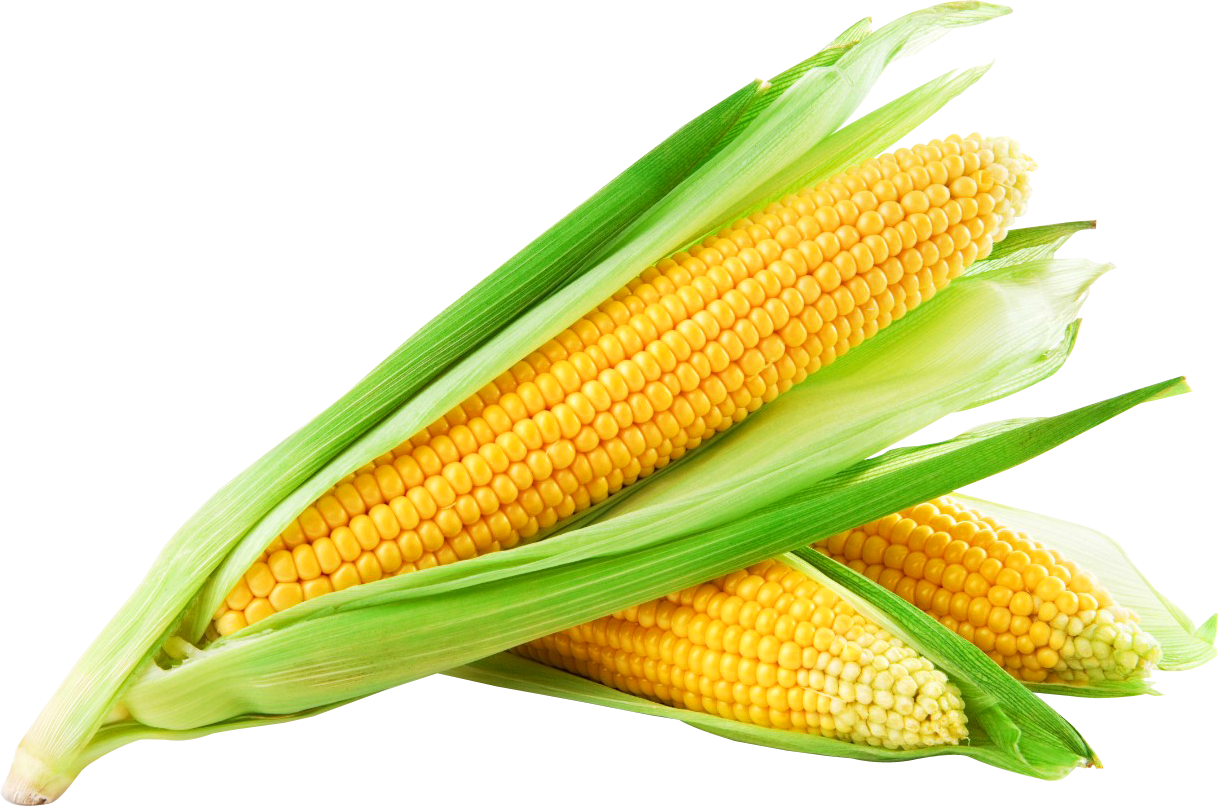 Corn Png Image - Sweet Corn (1219x806), Png Download