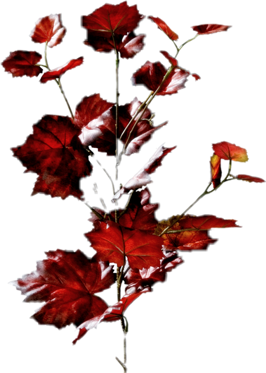Report Abuse - Maple Leaf (1024x1434), Png Download