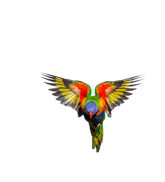 Afrikk - Macaw (571x627), Png Download