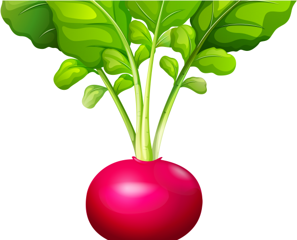 Beetroot Clipart Vegitables - Transparent Radish Clipart (640x480), Png Download