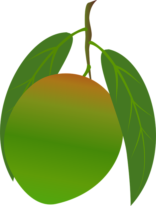 Mango Clipart Food - มะม่วง Png (544x720), Png Download