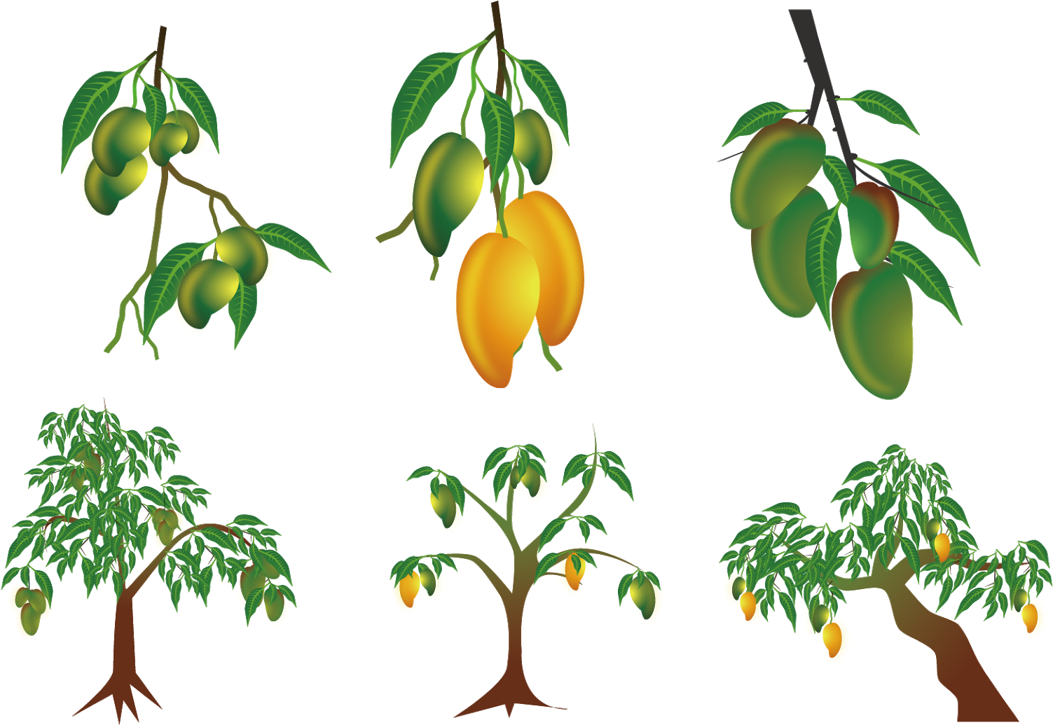 Mango Clip Art - Planta De Mango Dibujo (1600x1600), Png Download