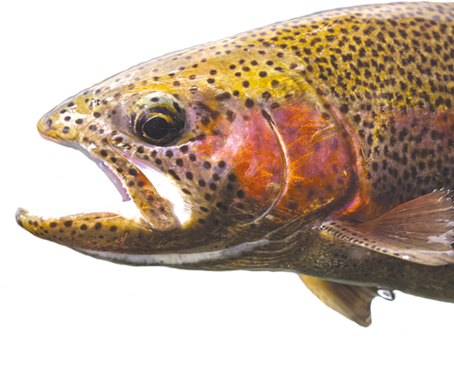 We've Never Killed A Fish - Trout (898x730), Png Download