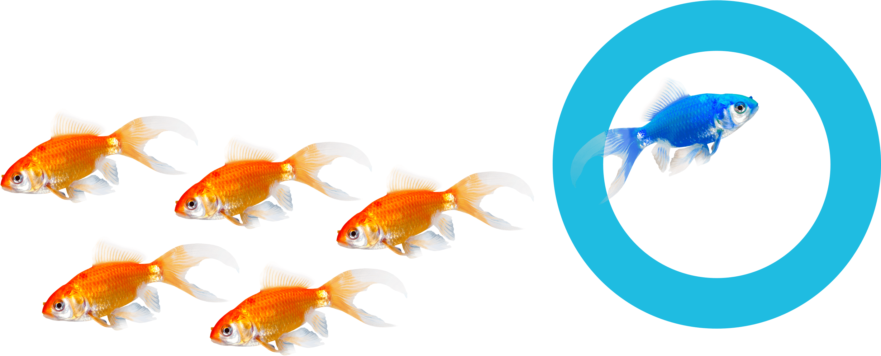 Find Out More Reasons Why Hoteliers Choose Us - Goldfish (2828x1194), Png Download