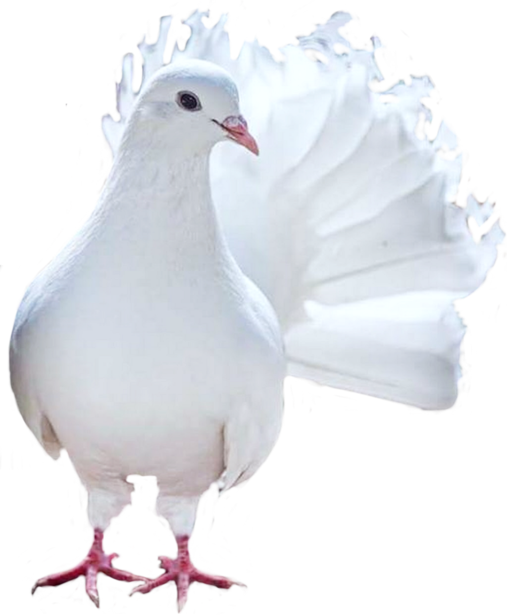 Bird Sticker - Pigeons And Doves (1024x1242), Png Download