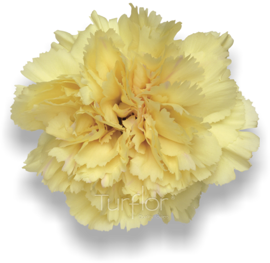Antigua - Carnation (652x532), Png Download
