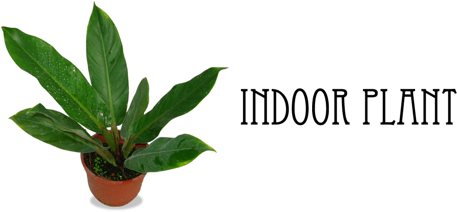 1 - Houseplant (1000x440), Png Download