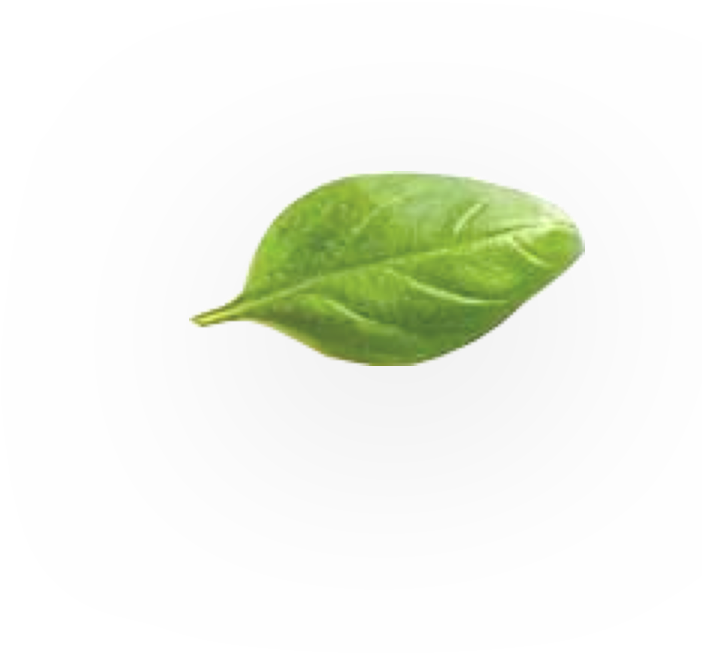 See Plans - Chard (702x654), Png Download