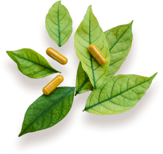 Image Created Nature1 - Bay Laurel (597x549), Png Download