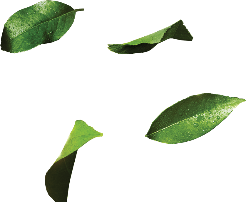 7up 7up 7up Pepsico - Datura Inoxia (1630x800), Png Download