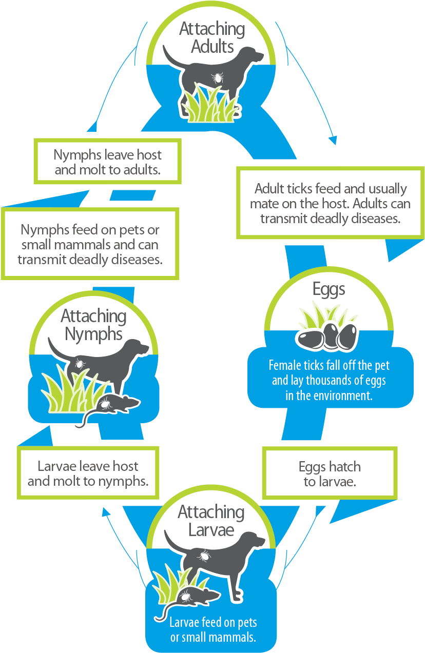 Tick Life Cycle - Diagram (900x1350), Png Download