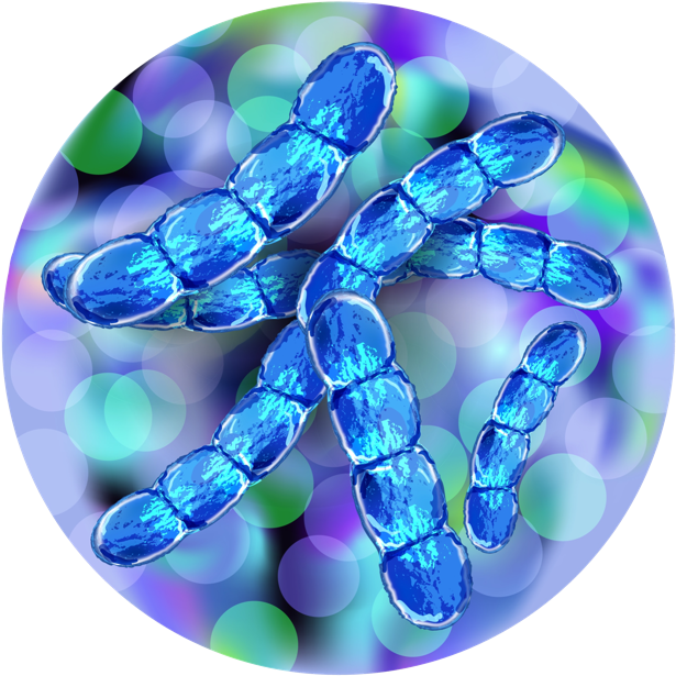 Current Clinical Trials Related To Vaccines - Streptococcus Pneumoniae (704x639), Png Download