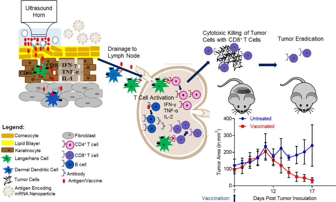 A Strong Ctl Response Is Essential For An Effective - Diagram (1200x702), Png Download