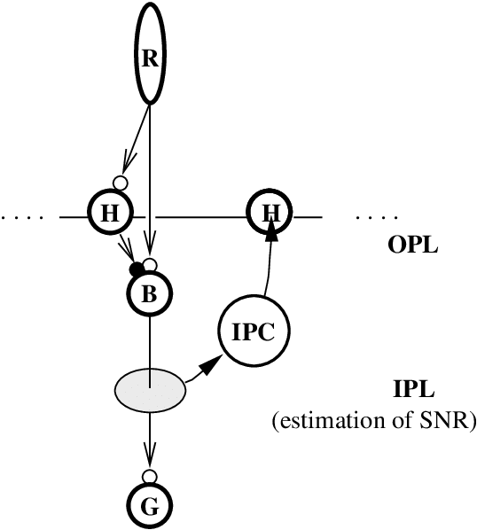 Illustration Of The Hypothesis On The Interplay Between - Diagram (538x598), Png Download