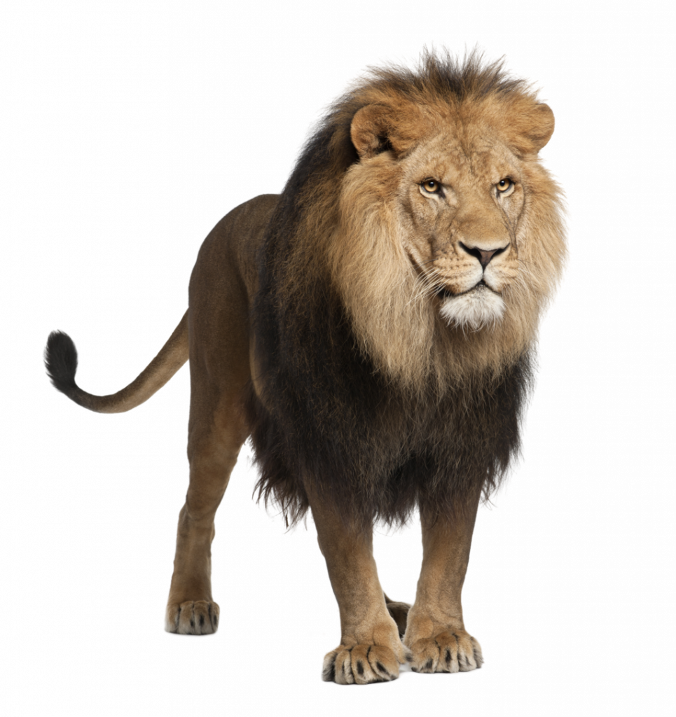 Unsurpassed Lions Photo Download Lion Png Images Free - Lion Stock (965x1024), Png Download