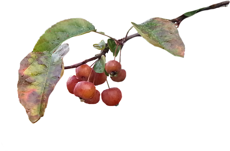 Rama - Fig (800x505), Png Download