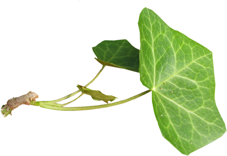 Hojas- (800x555), Png Download
