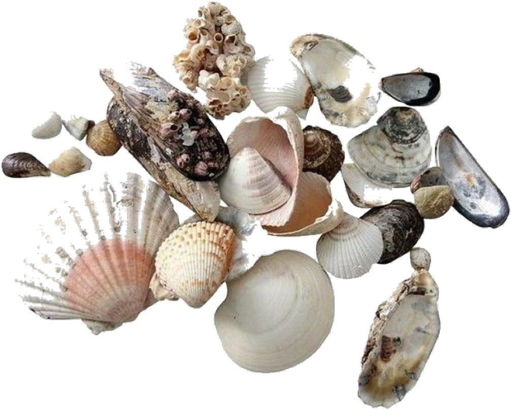 Moodboard Sticker - Shell (1024x934), Png Download