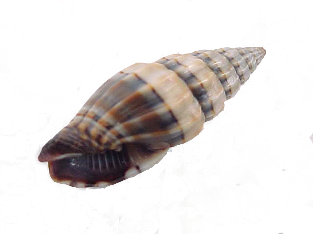 Costellaridae - Shells (640x480), Png Download