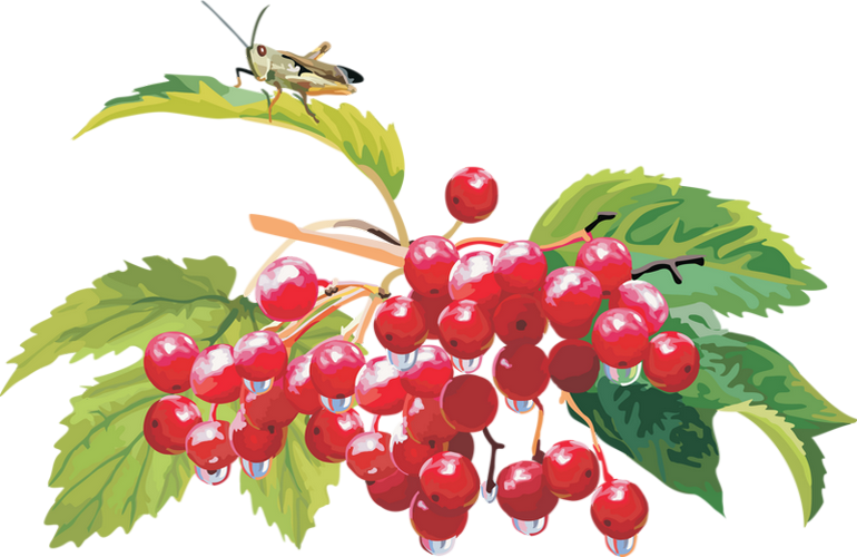 Frutti Di Bosco (770x500), Png Download
