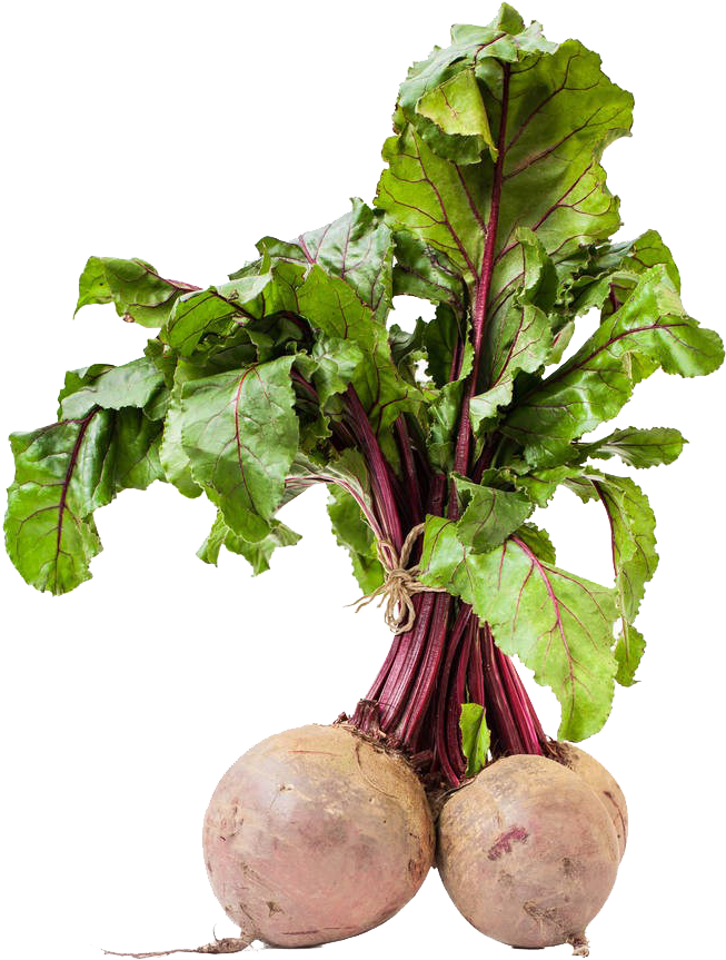 Fresh Beet Hd Picture - Кормовая И Сахарная Свекла (774x1000), Png Download
