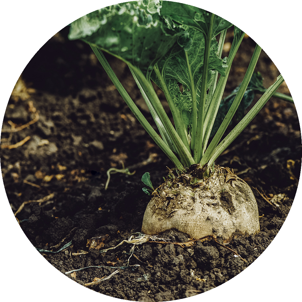 Sugar Beet - Applications Of Microbes In Agriculture Field (977x977), Png Download